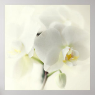 orchids poster