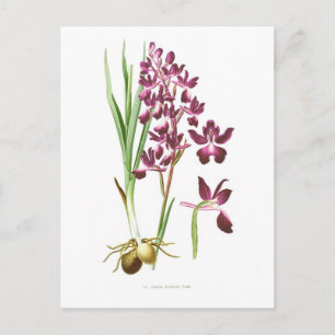 Orchis laxiflora postcard