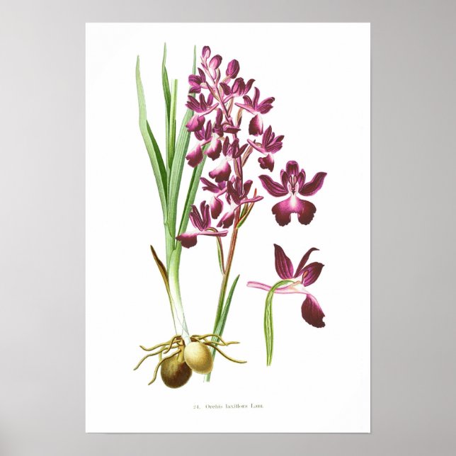 Orchis laxiflora poster (Front)