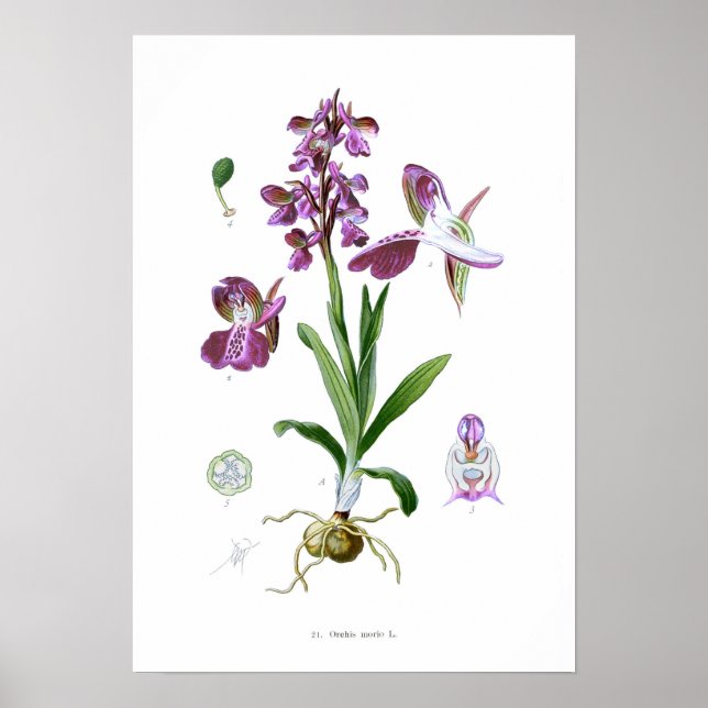 Orchis morio poster (Front)