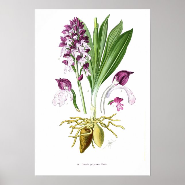 Orchis purpurea poster (Front)