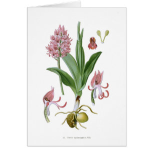 Orchis tephrosanthos