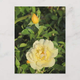 Oregold Yellow Roses Postcard