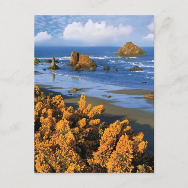 Oregon Beach View In Bandon Postcard (Front)