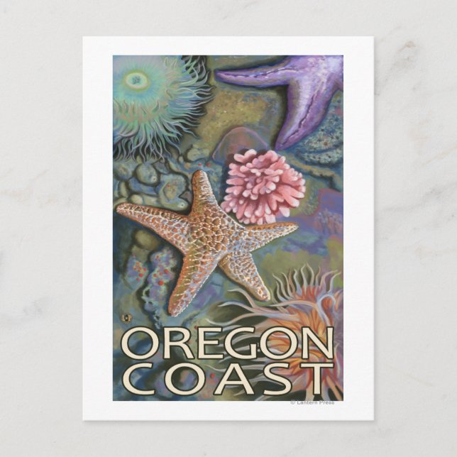 Oregon Coast Tidepool Postcard (Front)