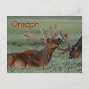 Oregon elk postcard