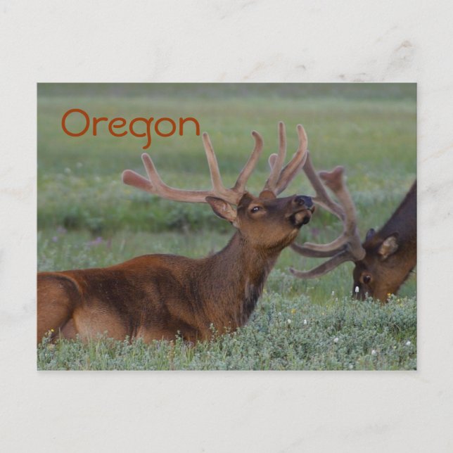 Oregon elk postcard (Front)