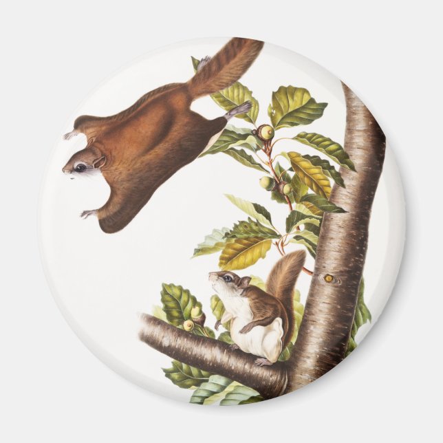 Oregon Flying Squirrel (Pteromys Origonensis) Magnet (Front)