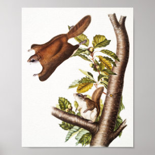 Oregon Flying Squirrel (Pteromys Origonensis)  Poster