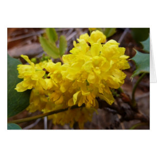 Oregon Grape Flowers Yellow Wildflowers