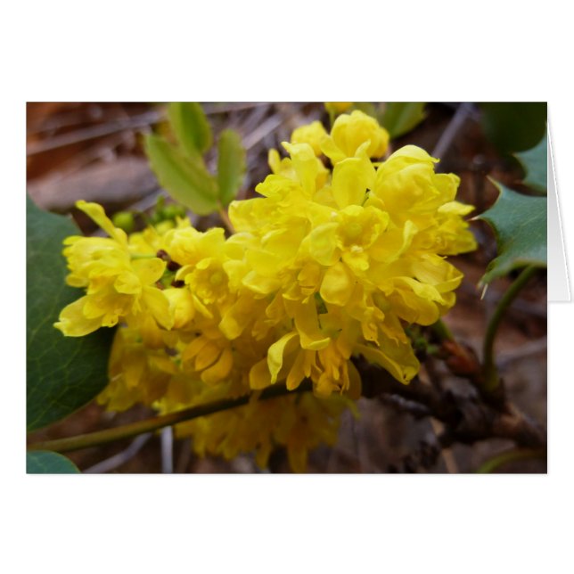 Oregon Grape Flowers Yellow Wildflowers (Front Horizontal)