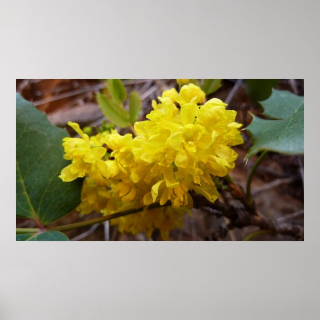Oregon Grape Flowers Yellow Wildflowers Poster (Front)