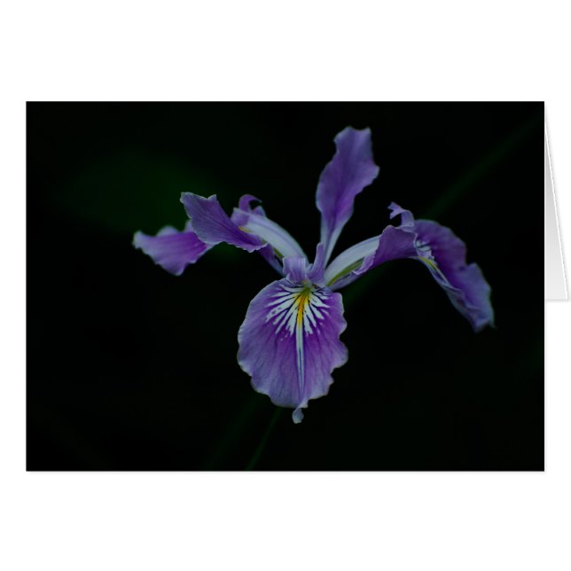 Oregon Iris 02 (Front Horizontal)