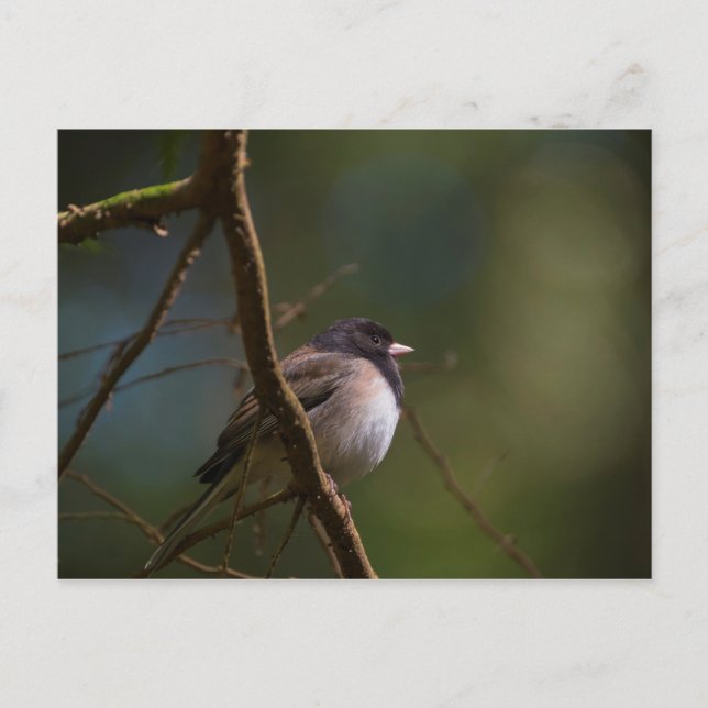 Oregon Junco Postcard (Front)