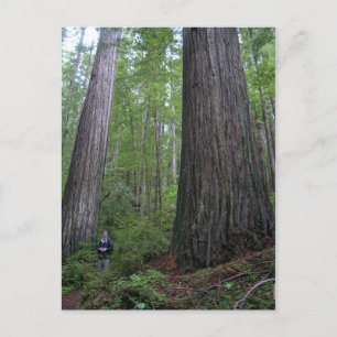 Oregon Redwoods Postcard