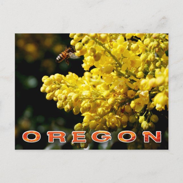 Oregon State Flower: Oregon Grape Postcard (Front)
