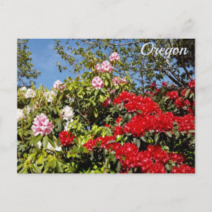 Oregon State Postcard