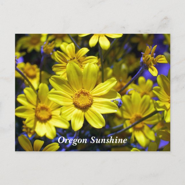 Oregon Sunshine Postcard (Front)