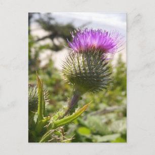 Oregon Thistles Postcard