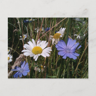 Oregon Wildflowers Postcard