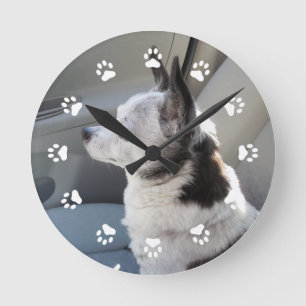 Oreo Coloured Chihuahua Clock