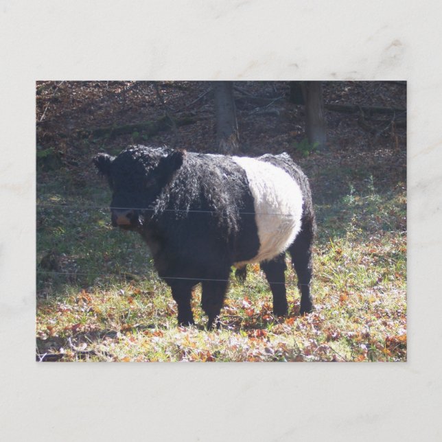 Oreo Cow Postcard (Front)