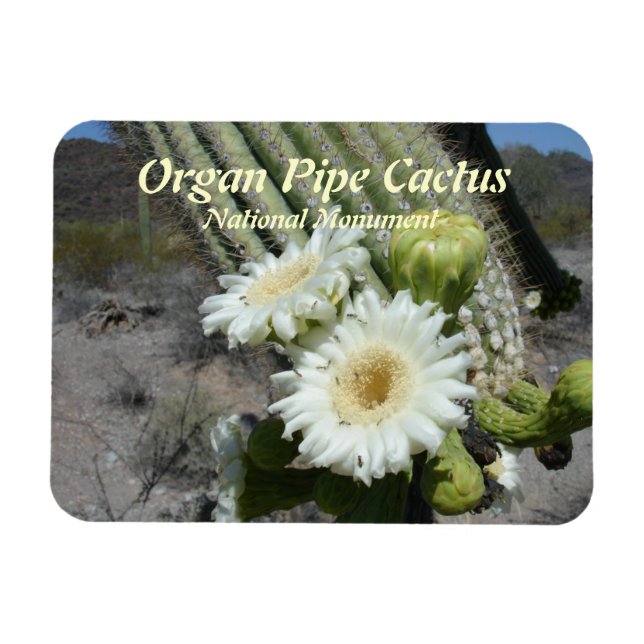 Organ Pipe Cactus National Monument Magnet (Horizontal)