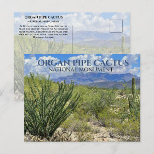 Organ Pipe Cactus, Ocotillo Shrub, Ajo Mountains Postcard