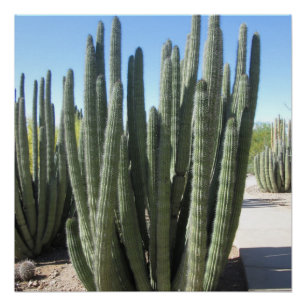 Organ Pipe Cactus Poster