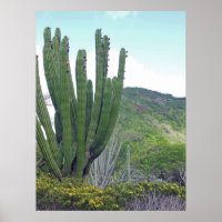 Organ Pipe Cactus
