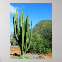 Organ Pipe Cactus