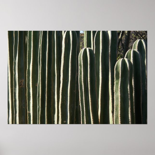 Organ Pipe Cactus Poster (Front)