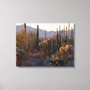 Organ Pipe National Monument Canvas Print