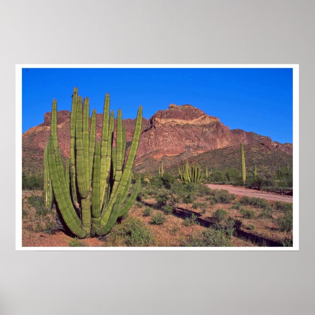 Organ Pipes In Death Valley Poster (Front)