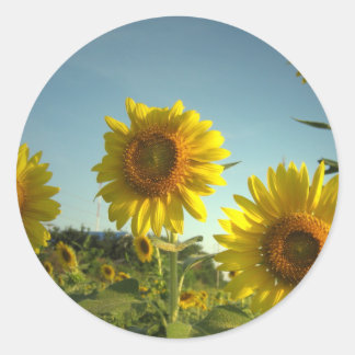 Organic Garden Sunflower Sticker