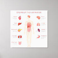 Organs of Human body