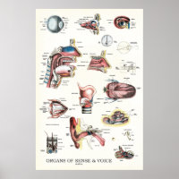 Organs of Sense Voice Anatomy Nose Throat