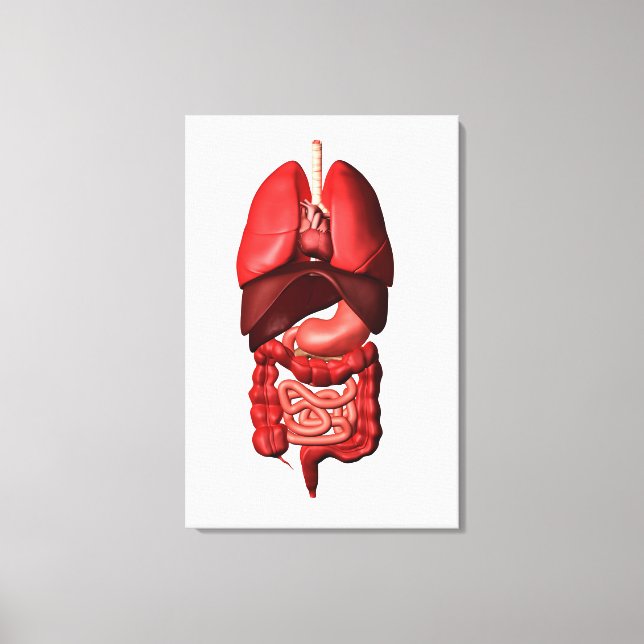 Organs Of The Respiratory And Digestive Systems Canvas Print (Front)