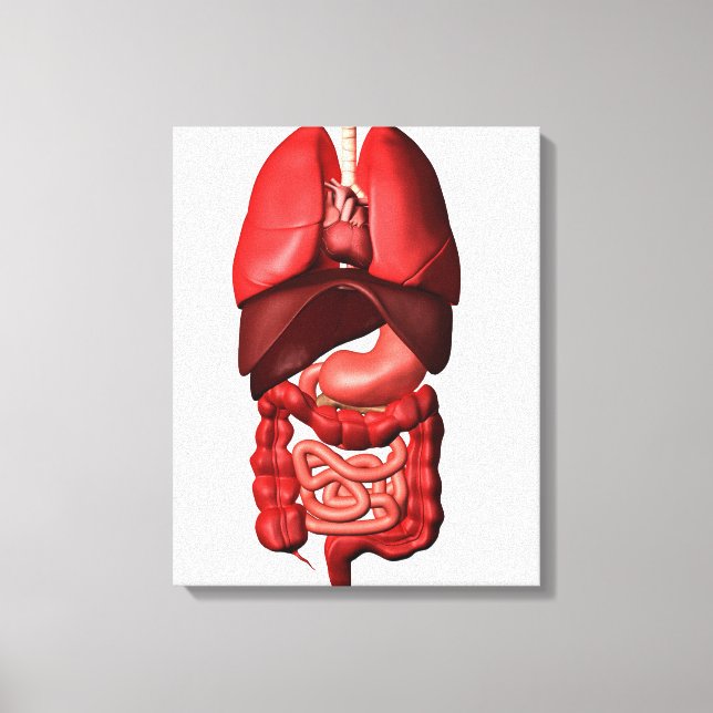 Organs Of The Respiratory And Digestive Systems Canvas Print (Front)