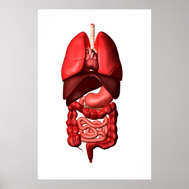 Organs Of The Respiratory And Digestive Systems Poster (Front)