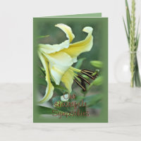 Oriental 3538 Lily for any occasion