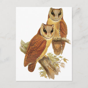 Oriental Bay Owl Postcard