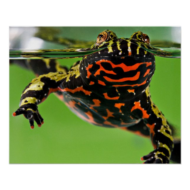 Oriental Fire–bellied Toad Glossy Poster (Front)