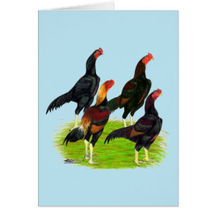 Oriental Game Fowl Quartet