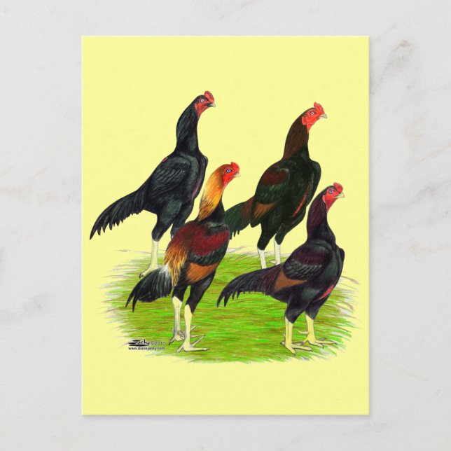 Oriental Game Fowl Quartet Postcard (Front)