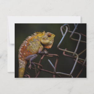 Oriental Garden Lizard Postcard