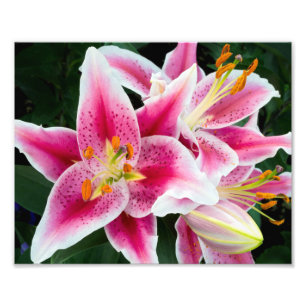 Oriental Lily Closeup in Full Bloom Photo Print