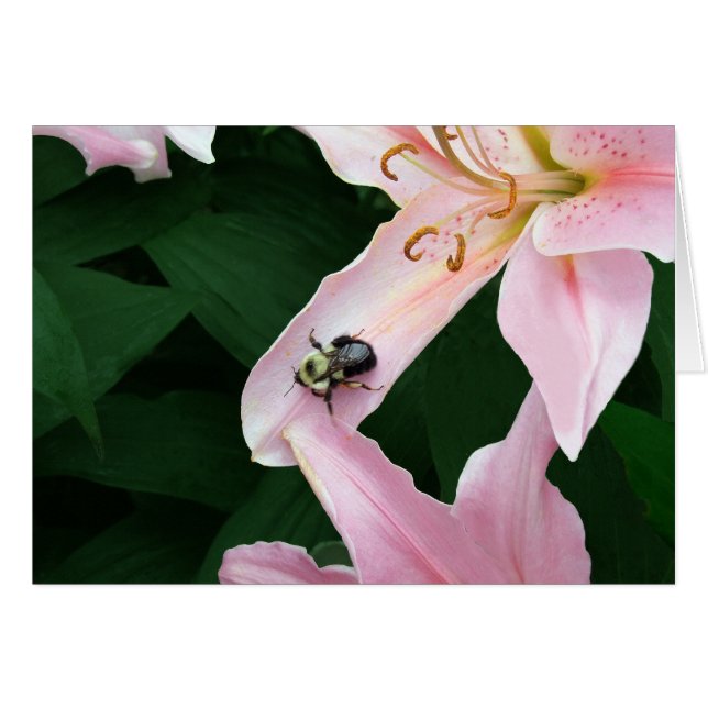 Oriental Lily with Bee (Front Horizontal)