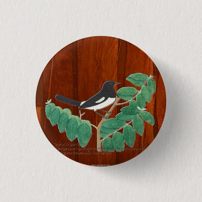Oriental Magpie-Robin 3 Cm Round Badge (Front)