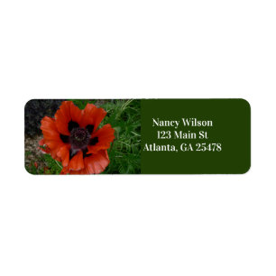 Oriental poppy